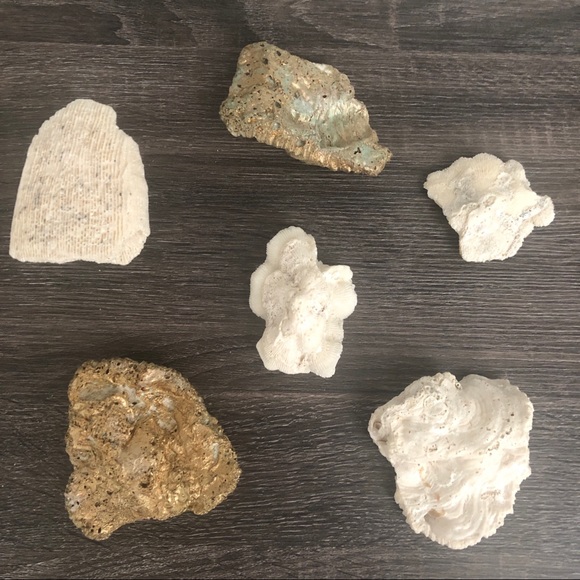 Coral Natural (lot of 6) for Decor, Gilded 🌵 🏺 - Picture 5 of 8